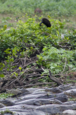 Oiseau et caïmans